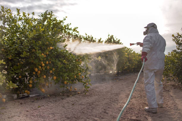 Best Ant Control Services  in Morristown, NJ